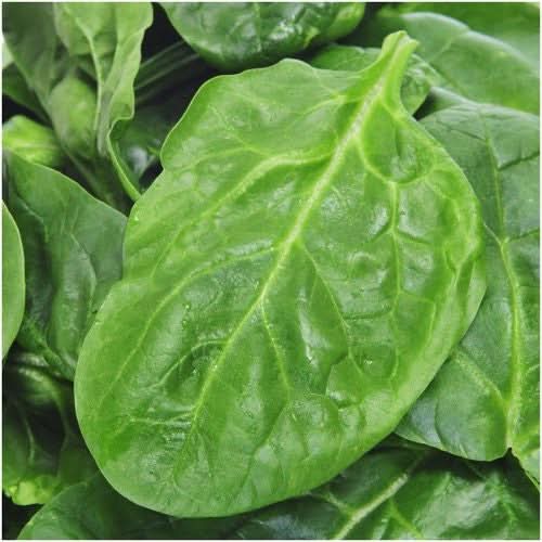 Giant Noble Spinach Seeds For Planting (Spinacia oleracea)