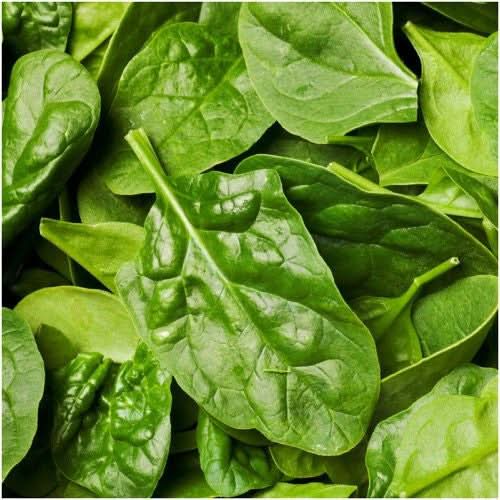 Giant Noble Spinach Seeds For Planting (Spinacia oleracea)