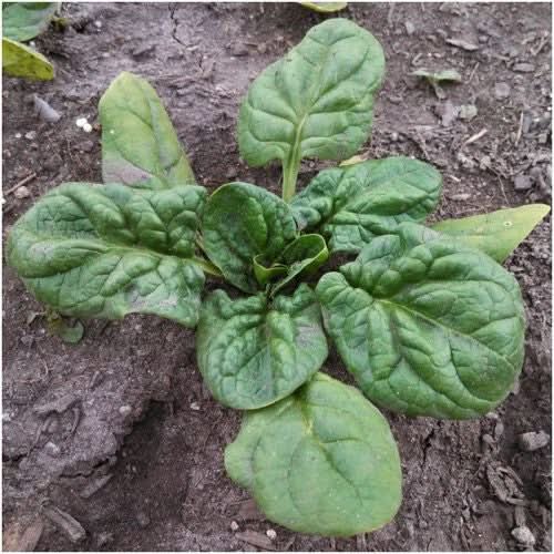 Giant Noble Spinach Seeds For Planting (Spinacia oleracea)