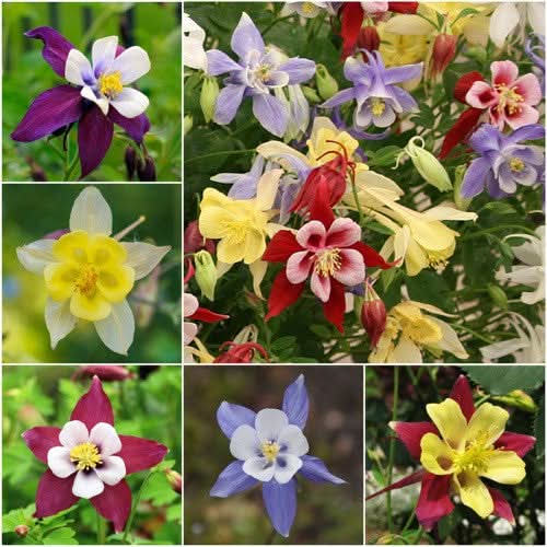 Giant Star, Mckana's Columbine Seeds For Planting (Aquilegia caerulea)