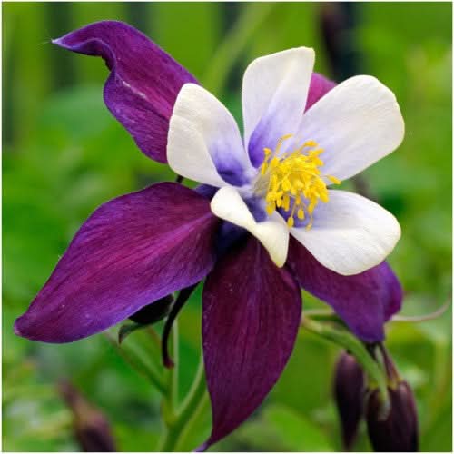 Giant Star, Mckana's Columbine Seeds For Planting (Aquilegia caerulea)
