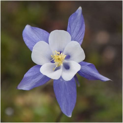 Giant Star, Mckana's Columbine Seeds For Planting (Aquilegia caerulea)