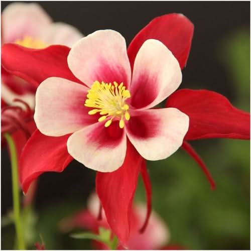 Giant Star, Mckana's Columbine Seeds For Planting (Aquilegia caerulea)