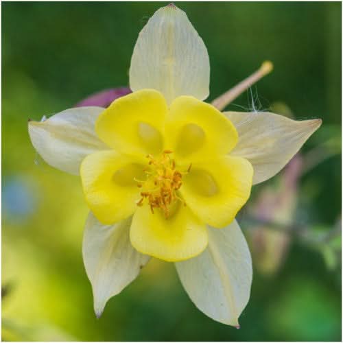 Giant Star, Mckana's Columbine Seeds For Planting (Aquilegia caerulea)