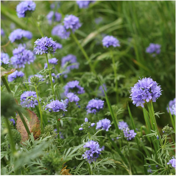 Globe Gilia Flower Seeds For Planting 