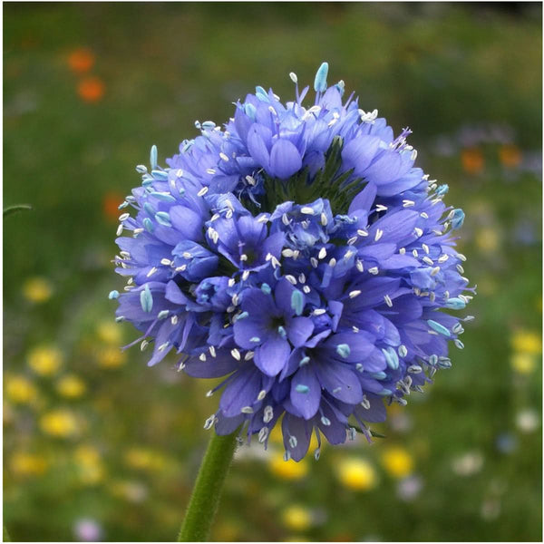 Globe Gilia Flower Seeds For Planting 