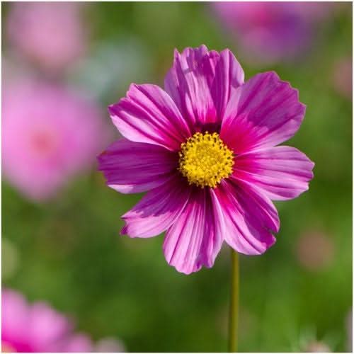 Gloria Cosmos Seeds For Planting (Cosmos bipinnatus)