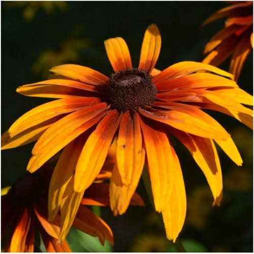 Gloriosa Daisy Seeds For Planting