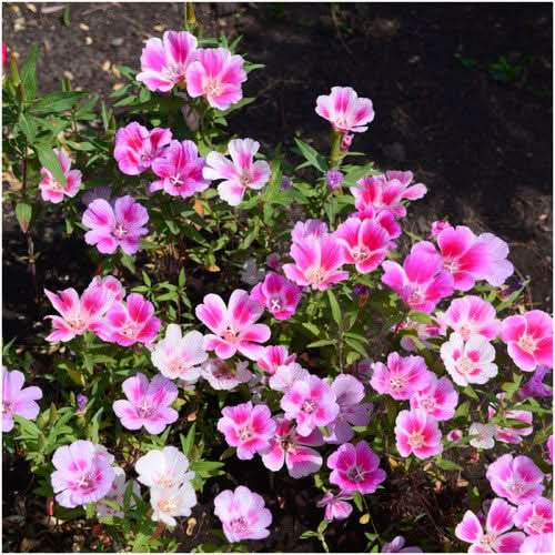 Dwarf Godetia Seeds For Planting, Farewell to Spring (Clarkia amoena)