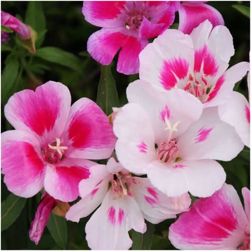 Dwarf Godetia Seeds For Planting, Farewell to Spring (Clarkia amoena)