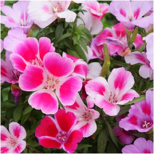 Dwarf Godetia Seeds For Planting, Farewell to Spring (Clarkia amoena)