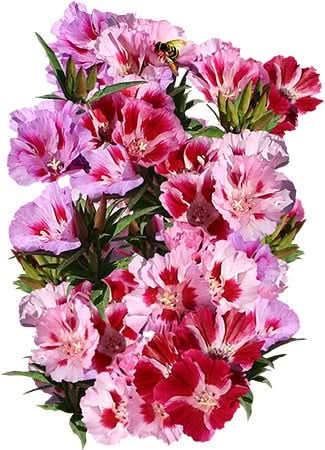 Dwarf Godetia Seeds For Planting, Farewell to Spring (Clarkia amoena)