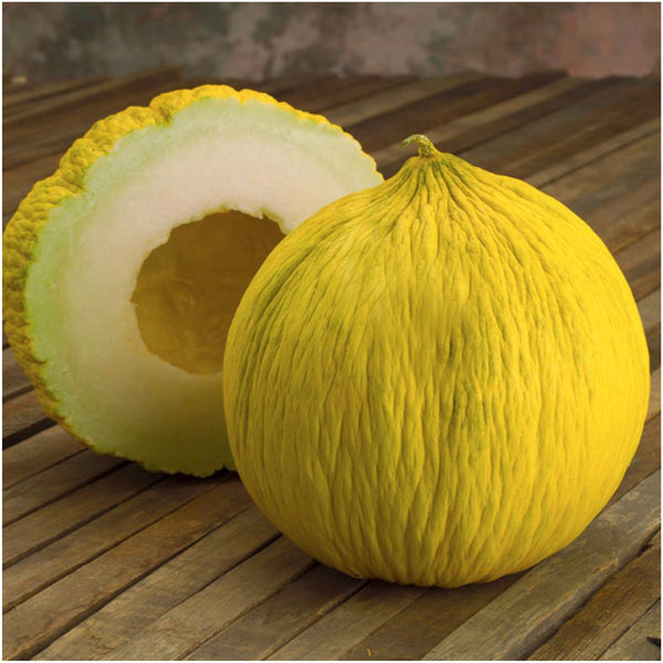 Golden Beauty Casaba Melon Seeds For Planting (Cucumis melo)
