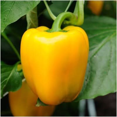 Golden Cal Wonder Sweet Pepper Seeds For Planting (Capsicum Annuum)