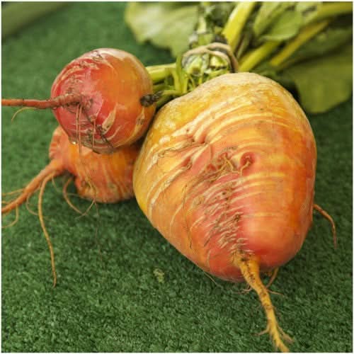 Golden Detroit Beet Seeds For Planting (Beta vulgaris)