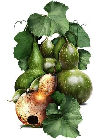 Bottle Gourd / Birdhouse Gourd Seeds For Planting (Lagenaria siceraria)