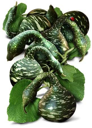 speckled swan gourd seeds for planting