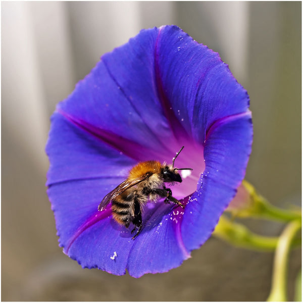 Morning Glory Seed Collection