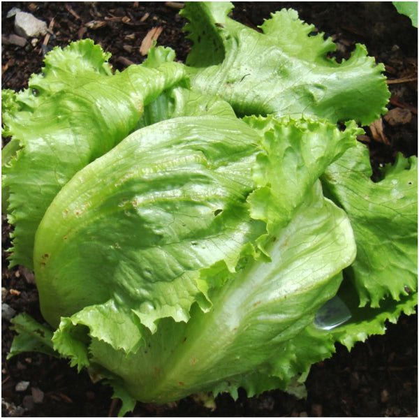 Great Lakes 118 Lettuce Seeds For Planting (Lactuca sativa)