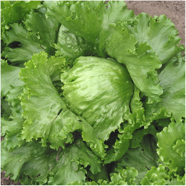 Great Lakes 118 Lettuce Seeds For Planting (Lactuca sativa)