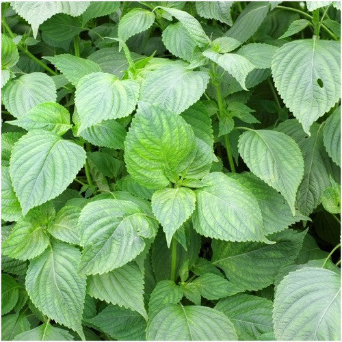 Green Shiso Seeds For Planting (Perilla frutescens)