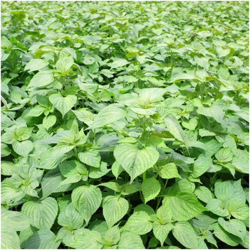 Green Shiso Seeds For Planting (Perilla frutescens)