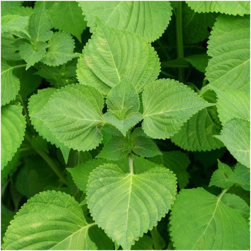 green shiso seeds for planting