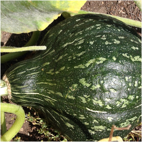 green hubbard winter squash seeds for planting