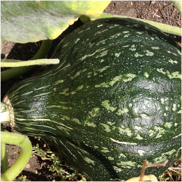 Green Hubbard Winter Squash Seeds For Planting (Cucurbita maxima)