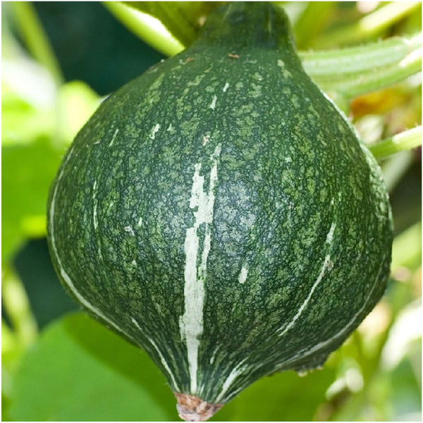 Green Hubbard Winter Squash Seeds For Planting (Cucurbita maxima)