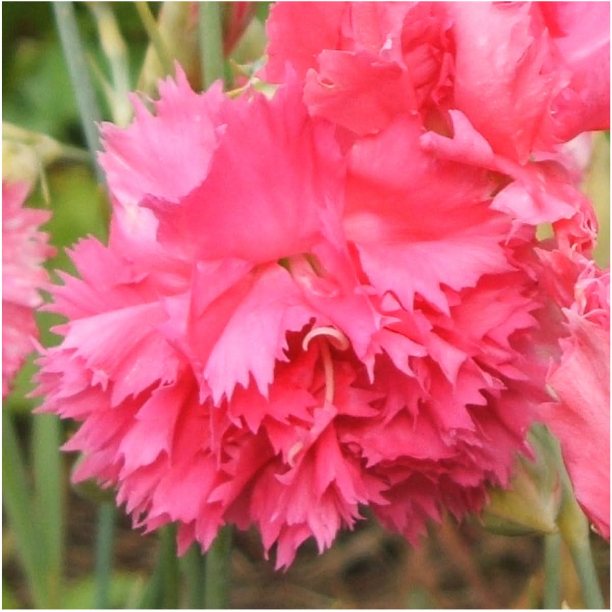 Grenadin Rose Carnation Seeds For Planting (Dianthus caryophyllus