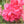 grenadin rose carnation