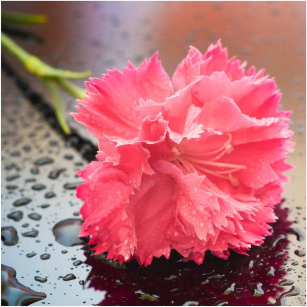 Grenadin Rose Carnation Seeds For Planting (Dianthus caryophyllus)