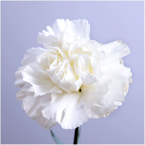 grenadin white carnation seeds for planting