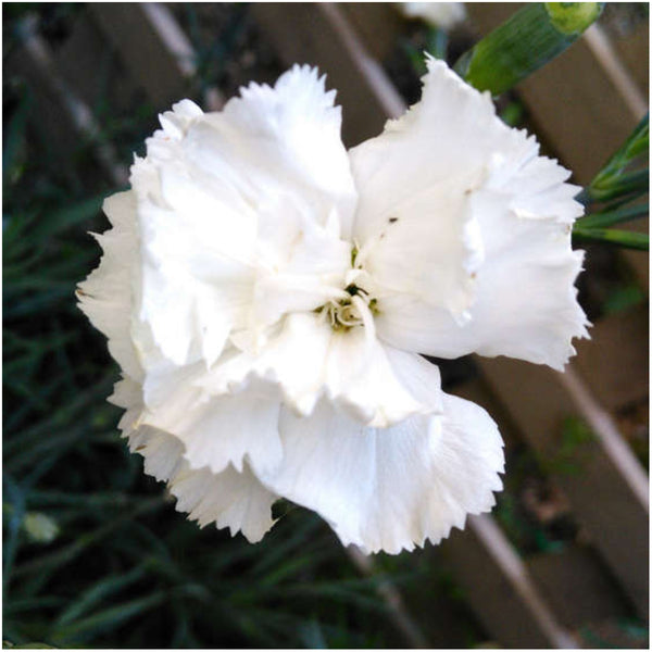 Grenadin White Carnation Seeds For Planting (Dianthus caryophyllus)