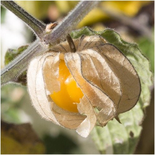 Ground Cherry Tomatillo Seeds For Planting (Physalis pruinosa)