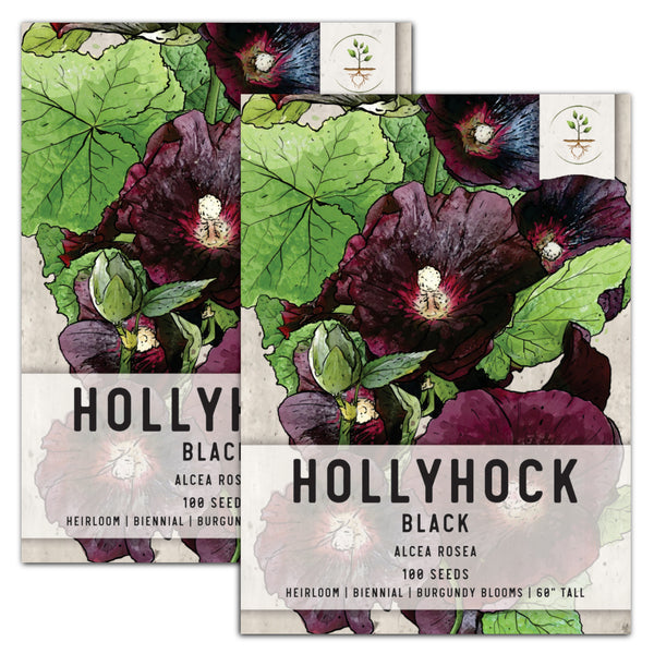 Black Hollyhock Seeds For Planting (Alcea rosea)