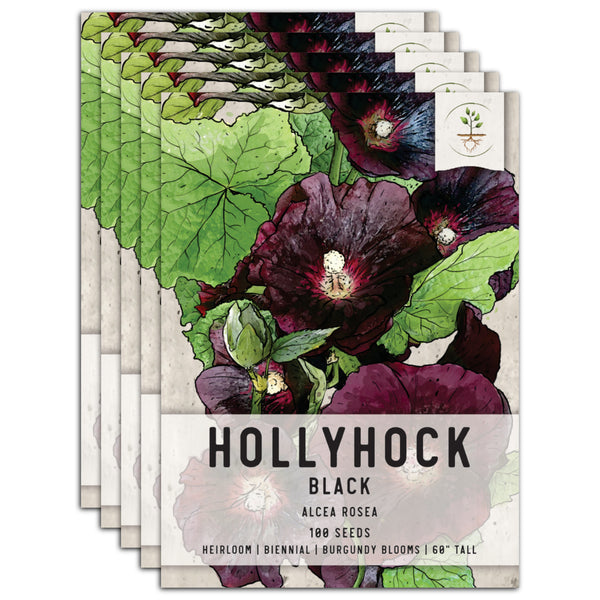 Black Hollyhock Seeds For Planting (Alcea rosea)