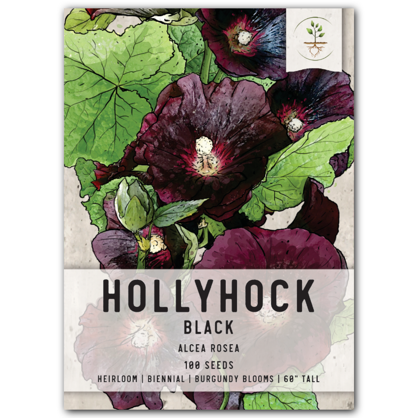 Black Hollyhock Seeds For Planting (Alcea rosea)