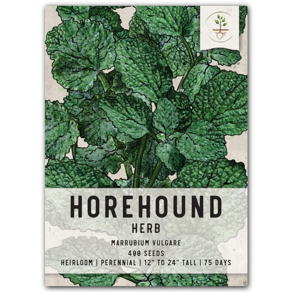 Horehound Herb Seeds For Planting (Marrubium vulgare)