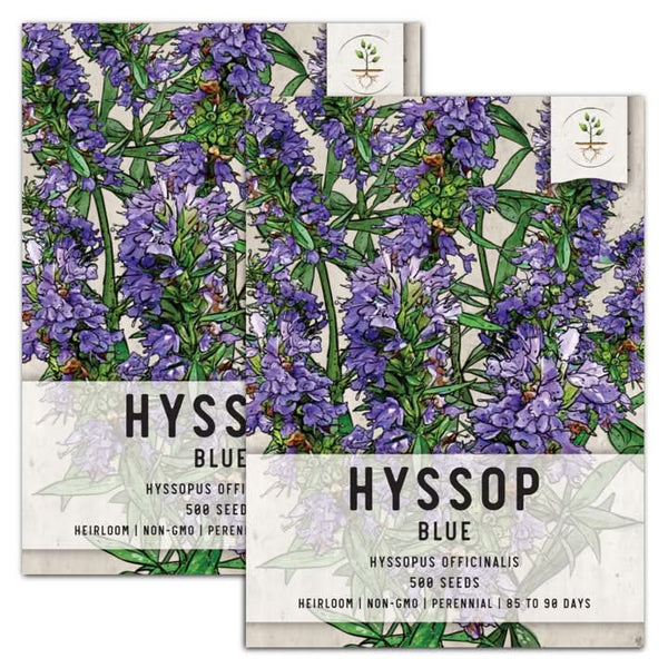 Hyssop Herb Seeds For Planting (Hyssopus officinalis)