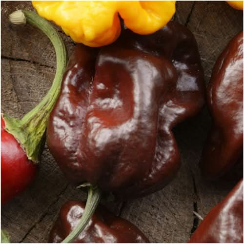 chocolate habanero