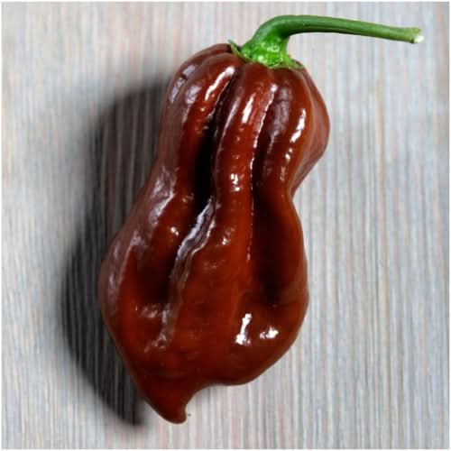 chocolate habanero