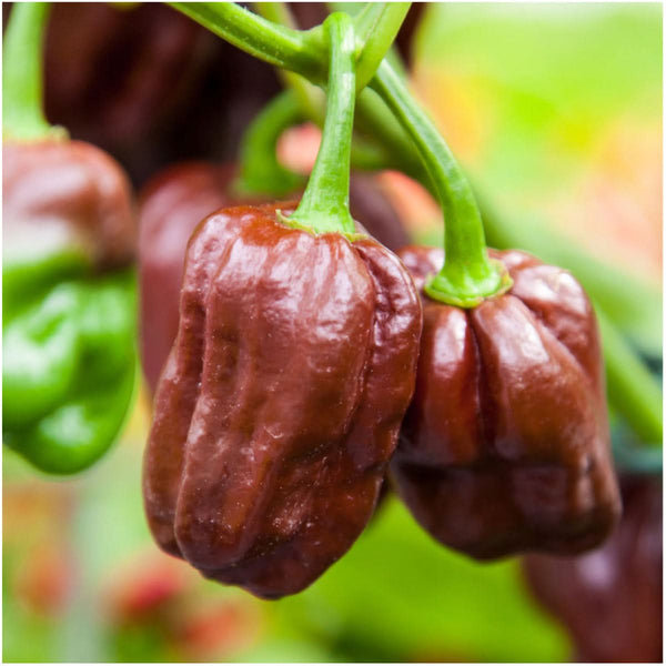 Chocolate Habanero Pepper Seeds