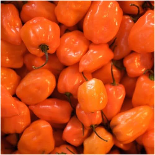 Orange Habanero Pepper Seeds For Planting (Capsicum chinense)