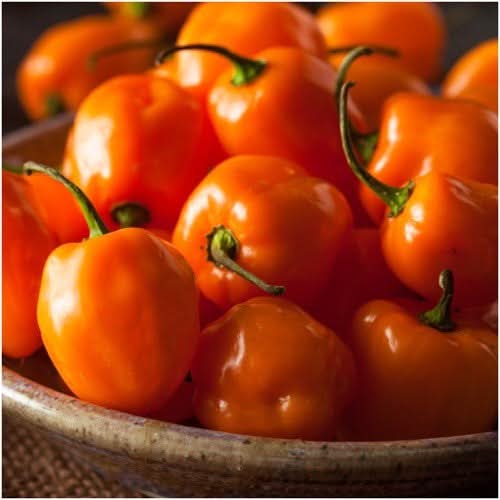Orange Habanero Pepper Seeds For Planting (Capsicum chinense)