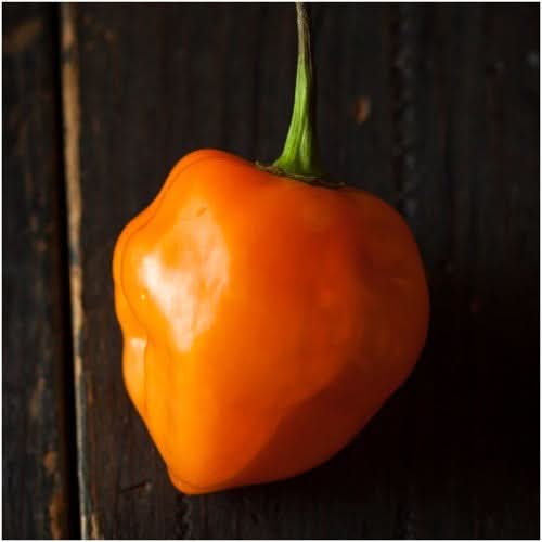 Orange Habanero Pepper Seeds For Planting (Capsicum chinense)