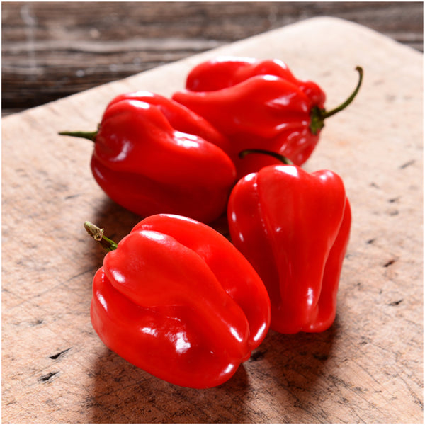 Red Habanero Pepper Seeds For Planting (Capsicum chinense)