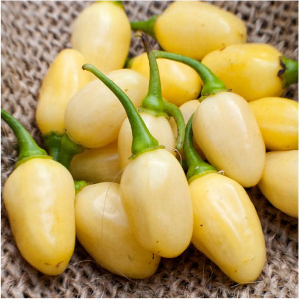 White Habanero Pepper Seeds For Planting (Capsicum chinense)