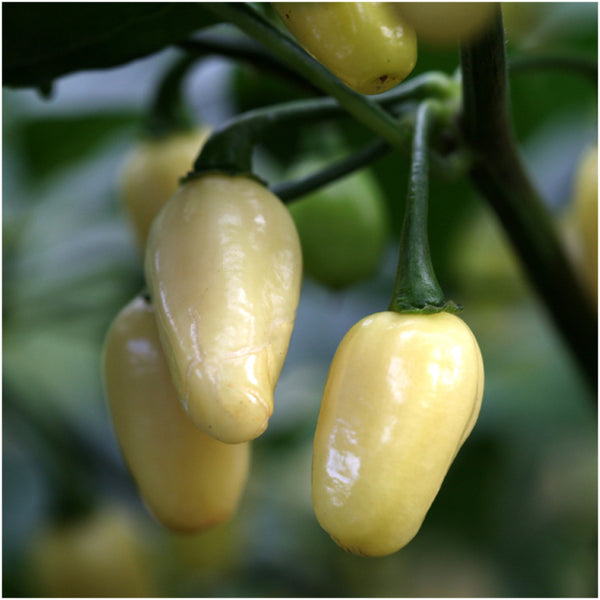 White Habanero Pepper Seeds For Planting (Capsicum chinense)